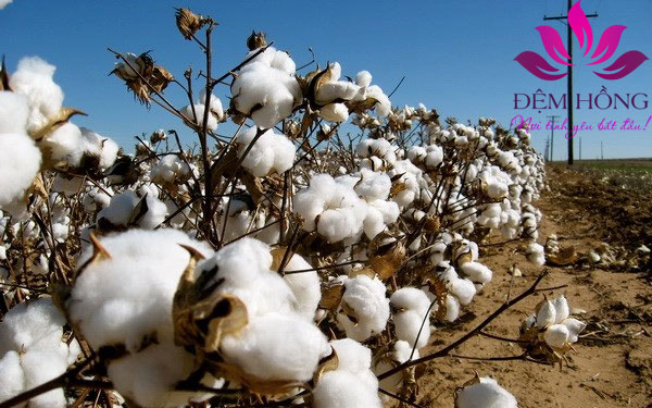 Cây bông - Nguyên liệu chính tạo lên sợi cotton