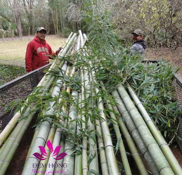 TRe - Nguyên liệu chính sản xuất ra chất liệu Bamboo